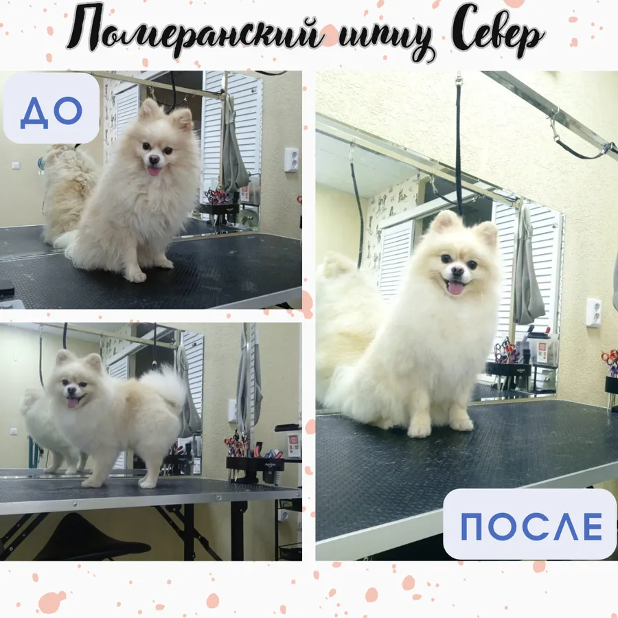 Шпиц СЕВЕР