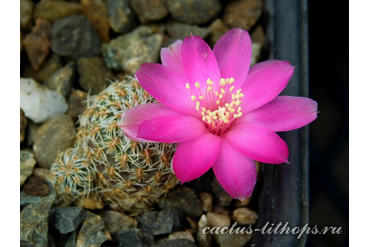 SULCOREBUTIA PEDROENSIS HS 76A