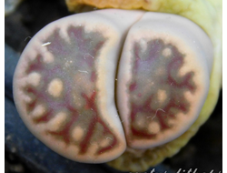 Lithops karasmontana ssp.bella C285 - 10 семян