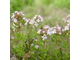 Тимьян обыкновенный (Thymus vulgaris), побеги 10 мл - 100% натуральное эфирное масло