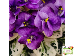 Grog (H.Pittman) (пасынок укоренённый)