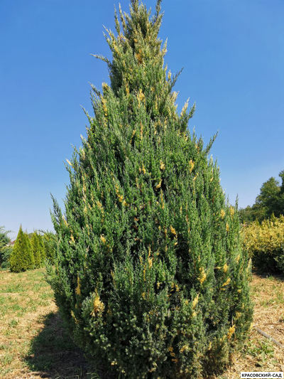 Можжевельник Вариегата - Variegata