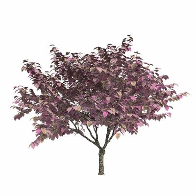 лиственные Церцис канадский 2