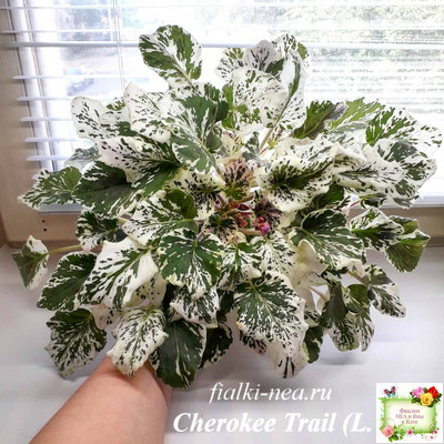 Cherokee Trail (L. Ray) трейлер (пасынок сорт посажен 06.10.25)