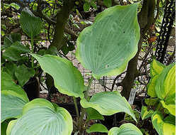 Хоста Danubie Isla