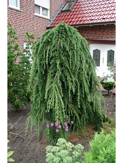 Лиственница японская Pendula