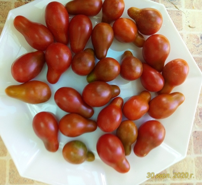 Томат Кафе буле (Cafe bule)