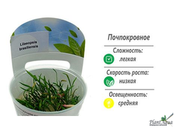 Лилеопсис бразильский (меристемный)