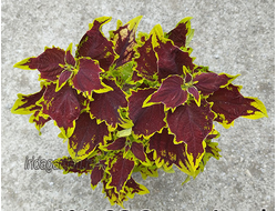 Колеус SG Crown Jewel