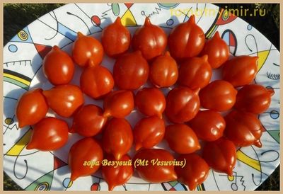 Томат Гора Везувий (Mt.Vesuvius, Mountain Vesuvius)