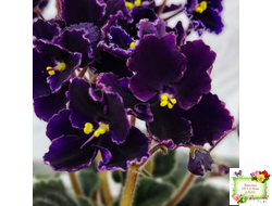 Mac's Black Pearl (G.McDonald) (лист посажен 01.11.25)