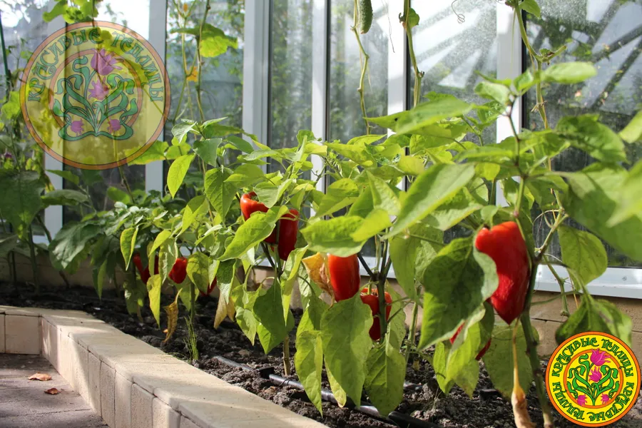 Грядка в оранжерее модели “Лондон”