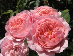 Зе Алнвик Роуз ( the Alnwick Rose)