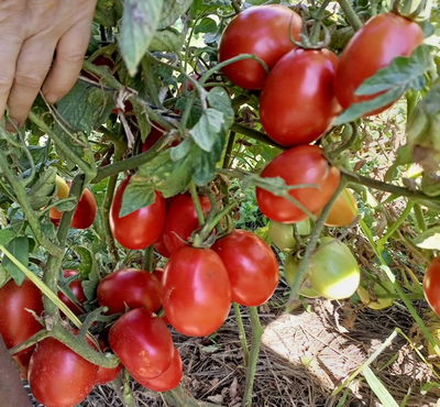 Томат Рио гранде