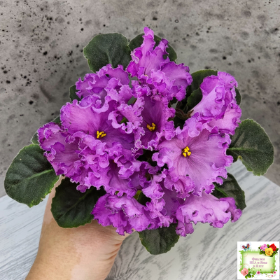 НК-Императорский Сад (Н.Козак) 2019 г. (лонг листва)