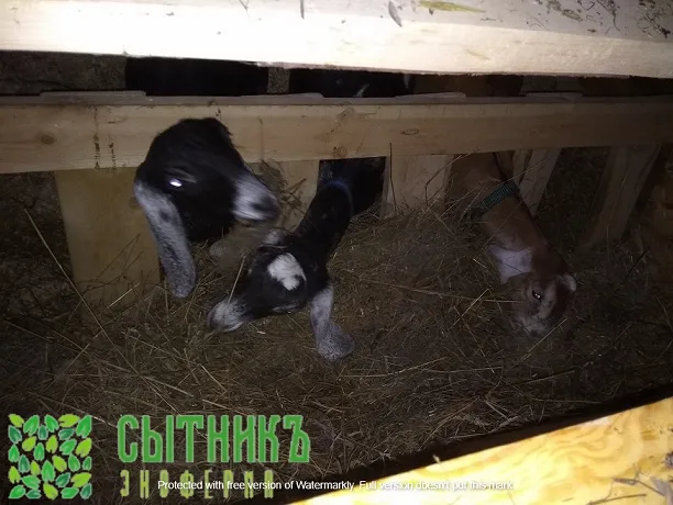 Нубийские козлята купить с документами