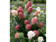 Мэджикал Кэндл гортензия метельчатая (Hydrangea paniculata `Magical Candle`)