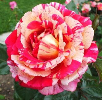 Броселианд (Broceliande) роза