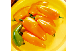 сладкий перец Гладиатор