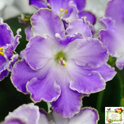 LV-Цветы для Любимого (Л. Шевелева) 2025 г. трейлер (клакамасный лонг)