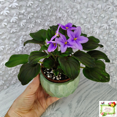 LV-Астемир (Л. Шевелева) 2025 г. трейлер (пестролистный клакамас)