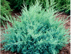 Можжевельник Пфицериана  Глаука