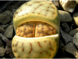 Lithops schwantesii C080 (MG)