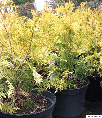 Туя Санкист - Sunkist