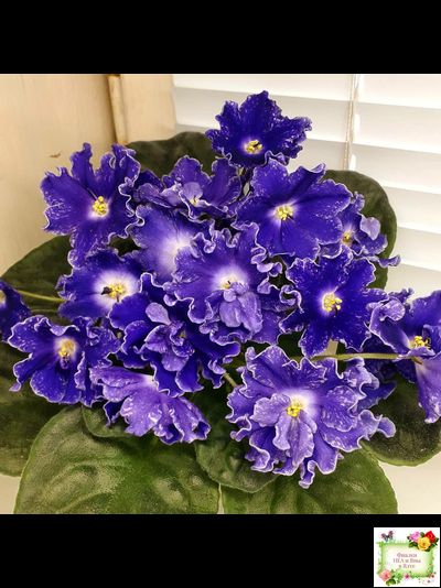 DS-Сияющий Колокольчик (Dimetris) 2014 г. (лист посажен 27.10.25)