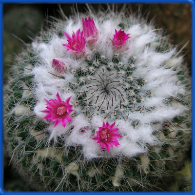 Маммиллярия Ханиана Mammillaria