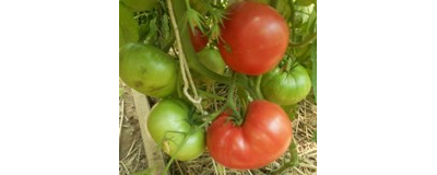 Томат Самые лучшие