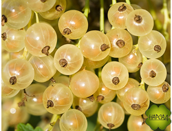 Смородина белая "Баяна" (ягоды десертного вкуса) саженец 2 года