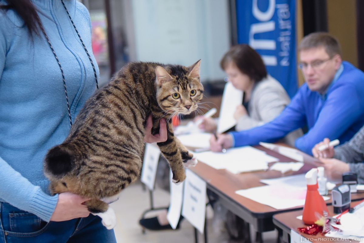 Курильский бобтейл Gardemarin Gattamelata