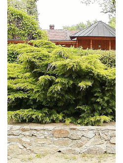 Можжевельник средний Pfitzeriana Aurea