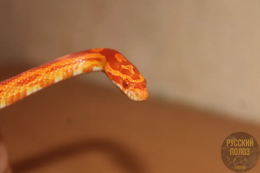 Полоз маисовый, Pantherophis guttatus