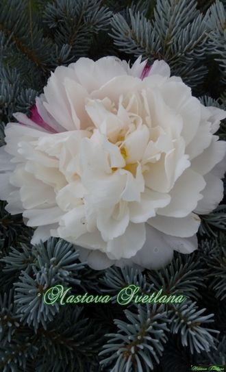 Paeonia Martha reed