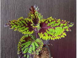 Колеус Fish Net