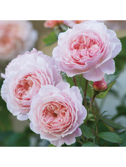 Э Шропшиэ Лэд ( A Shropshire Lad)
