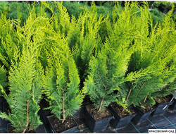 Кипарисовик Лавсона Ивон - Chamaecyparis Lawsoniana Ivonne