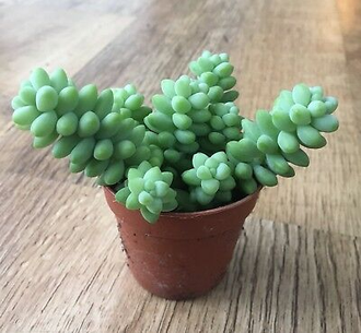 Sedum Burrito