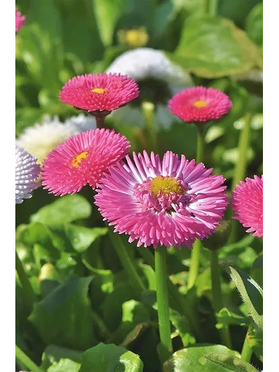 Маргаритка многолетняя