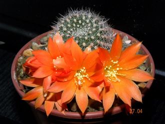 Rebutia pygmaea form/news (семена)