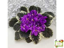 ВаТ-Шоколадное Настроение (Т. Валькова) 2019 г.