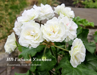 Купить пеларгонию ИВ-Галина Уланова у коллекционера