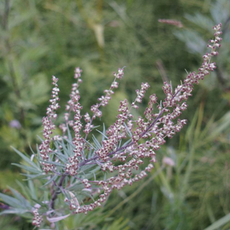 Полынь обыкновенная (Artemisia vulgaris) 5 мл - 100% натуральное эфирное масло