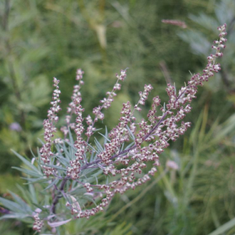 Полынь обыкновенная (Artemisia vulgaris) 10 мл - 100% натуральное эфирное масло