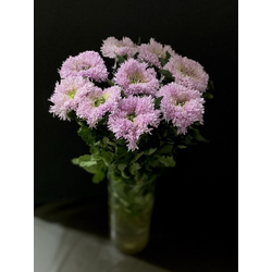 Хризантема одноголовая 9 шт