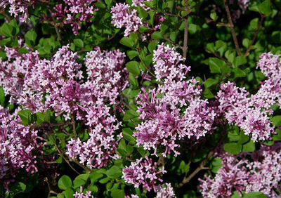 Сирень Мейера Palibin