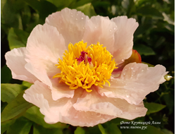 Пион Early Daybreak (Эрли Дейбрейк)