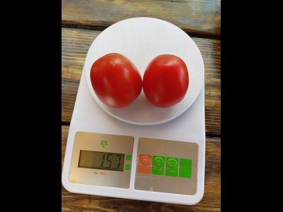 Томат Аргентинская сливка